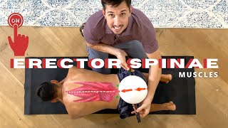 Turn ON Your ERECTOR SPINAE MUSCLES [upl. by Severen]