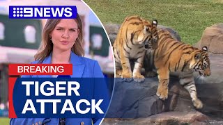 Handler mauled by tiger at Dreamworld  9 News Australia [upl. by Houser]