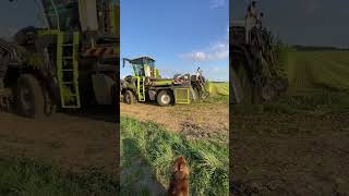 Fauchage chanvre agriculture agri france usa canada europe class engineering tractor love [upl. by Yelrah]