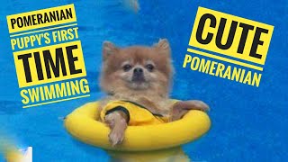 POMERANIAN PUPPYS FIRST TIME SWIMMING POMERANIAN PUPPY POMERANIAN PUPPIES POMERANIAN DOG [upl. by Jollanta]