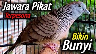 Perkutut lokal gacor suara besar  KRISTAL [upl. by Figueroa]