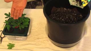 How to Quick and Easy Clone Transplant into Soil Grows [upl. by Binni]