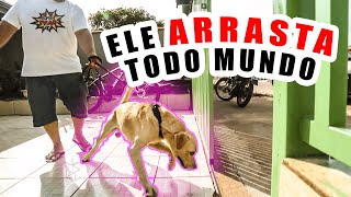 Como ensinar o cachorro parar de PUXAR no passeioAdestramento [upl. by Rowell]