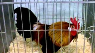 National Federation Poultry Show [upl. by Atoiganap]