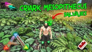 ARK SURVIVAL PS4 CRIAR MESOPITHECUS SALVAJES [upl. by Vickie768]