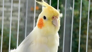 Best Talking Cockatiel [upl. by Fretwell]