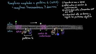 Receptores acoplados a proteína G  Khan Academy en Español [upl. by Perkin996]