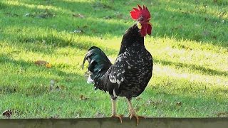 Rooster crowing loud in the early morning [upl. by Nayhr]