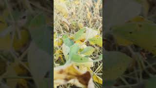 Soybeans ready for harvest shorts soybean youtube youtubeshorts shortvideo short viralvideo [upl. by Ahsekin]