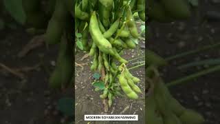 modern soybean farming [upl. by Hephzibah]