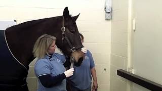 Woodside Equine Clinic Administering Oral Medications to your Horse [upl. by Ariaz890]