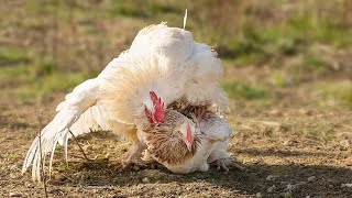 Chicken mating  Chicken mating compilation crossing matingseason [upl. by Pierre]