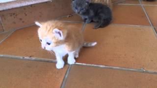 Cute kittenGattini appena nati [upl. by Abbot]