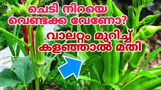 നാടൻ വെണ്ടയിലും തണ്ട് നിറയെ വെണ്ടക്ക നിറയും  5 pro tips  Venda krishi tips in malayalam [upl. by Aznofla]