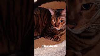 cat счастье toyger кот toygercat тойгер котики toycathon [upl. by Ehrlich190]