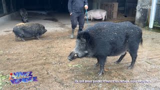 Vivez la Vendée  Ils ont pour projet douvrir un refuge pour sangliers [upl. by Aehsat46]