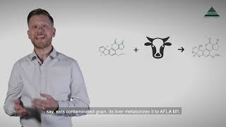 Mycotoxin Minute 87 – What is Aflatoxin M1 [upl. by Mervin]