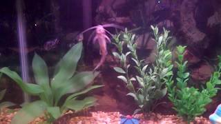 My Pictus Catfish Loves My Dalmation Lyretail Molly by Richie Cabaluna [upl. by Aimekahs408]