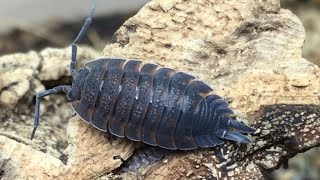 Porcellio scaber Isopod Care Guide [upl. by Anaehs192]