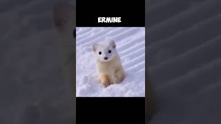 The Stoat  But At The Winter They Are Called Ermine 🤓 [upl. by Gersham]