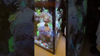 10 Gallon Innovative Marine NUVO Coral Reef Tank Update [upl. by Akemet]