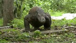 Komodowaran auf der Insel Rinca Komodo dragon [upl. by Anett]