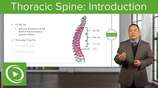 Thoracic Spine Introduction – Osteopathic Manipulative Medicine  Lecturio [upl. by Hillell]