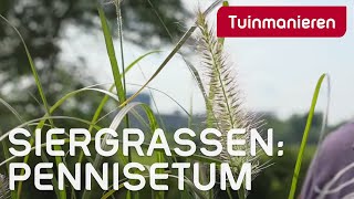 Pennisetum Welke soorten zijn er en hoe snoei je ze  Tuinmanieren [upl. by Rossy]