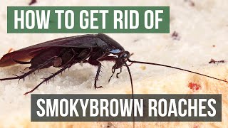 How to Get Rid of Smokybrown Cockroaches Large Outdoor Flying Roaches [upl. by Ardelia]