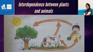 Interdependence between plants and animals plants and animals relationship relate humans plants [upl. by Reseta870]