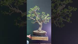 Crataegus bonsai tree [upl. by Ahcila]