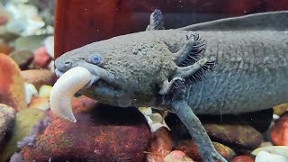 Axolotl Feeding [upl. by Liam694]