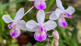 Episode 37 Phalaenopsis lindenii  my new favourite orchid [upl. by Head776]