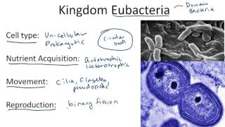 Kingdom Eubacteria [upl. by Aldwin]