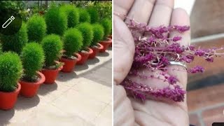 kochia plant seeds collection full update video  अब कोचिया के बीज इस तरह से100 healthy बनेंगे [upl. by Reddin]