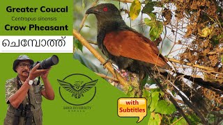 Greater Coucal  Crow Pheasant  Chempothu  Uppan  Chakoram  Iswaran Kakka  ചെമ്പോത്ത്  Birds [upl. by Anairotciv]