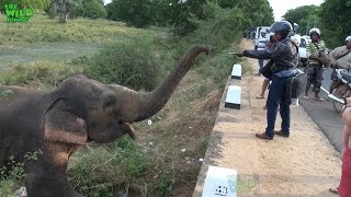 Friendliest elephant from the wild [upl. by Bidget]