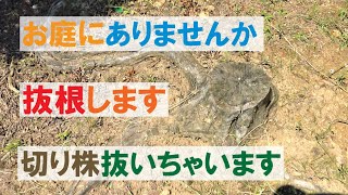 【庭DIY】切り株除去 抜根しました。 汚庭に生えてた切り株を抜根処理 庭作りの為、切り株を人力で抜いて作業してみました。お庭をdiy［garden answer］ [upl. by Laspisa379]