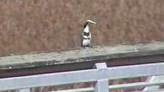 Belted kingfisher trying to eat a fish  Martin pescador [upl. by Melisenda7]