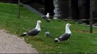 Lesser Blackbacked Gull Yellow H501 showing pairbonding behavior in postbreeding season [upl. by Asir810]