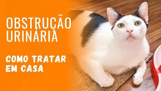 Obstrução urinária em gatos  Como tratar em casa com acompanhamento veterinário  Gato é Vida [upl. by Akkire]