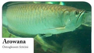 HD Arowana  Gabelbart  Osteoglossum ferreirai [upl. by Harima]