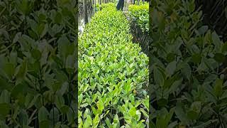 Pembibitan mangrove Rhizophora stylosa di Shelter RBI Batam [upl. by Eshelman]