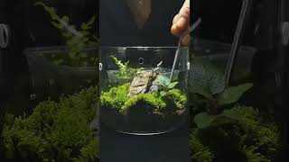 Chilling Terrarium part 106 terrarium aquarium aquascape trending bonsai decor plants [upl. by Ahtaga904]