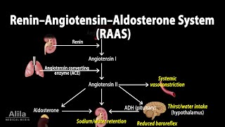 The Renin–Angiotensin–Aldosterone System RAAS Animation [upl. by Auhsuoj]