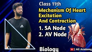 Mechanism Of Heart Excitation And Contraction  Sinoatrial Node  AV Node  Class 11 Biology [upl. by Polish]