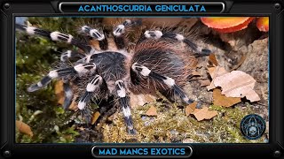 REHOUSE  Acanthoscurria geniculata  Brazillian white knee [upl. by Gilman]