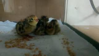 Coturnix Quail Chicks in our Brooder [upl. by Ilse]