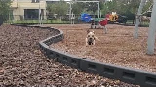 Border Terrier Doing Morning Windsprints [upl. by Tristram]