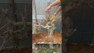 बोनसाई Membuat bonsai berfungsi [upl. by Ardnaid]